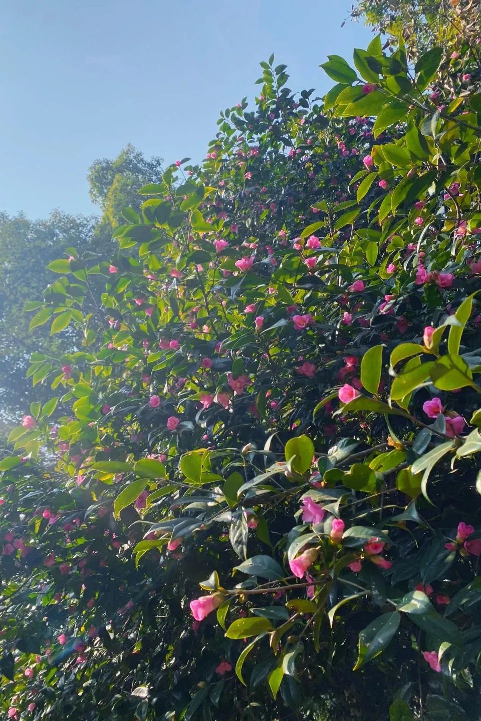 ֲ@ɽ軨̫cϣСtW(wng)퓰